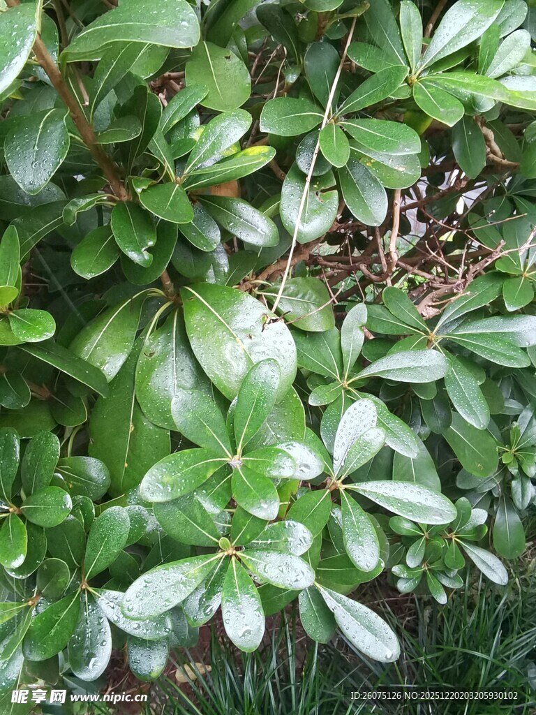 翠绿繁茂的低矮绿植