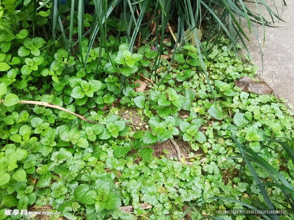 地面上的翠绿丛生植物