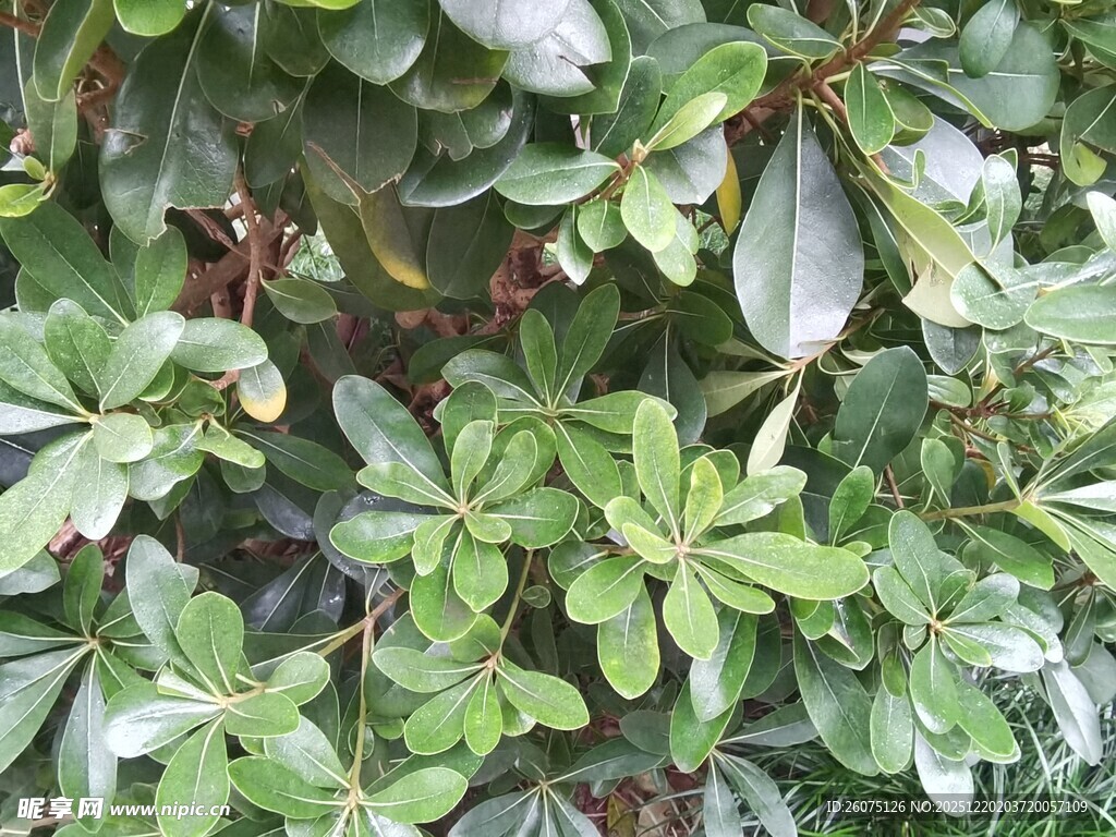 翠绿繁茂的鹅掌柴植物