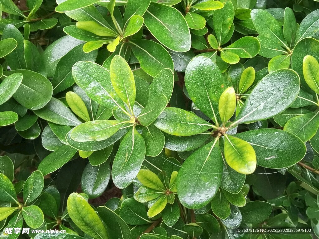 翠绿叶片的清新植物景观