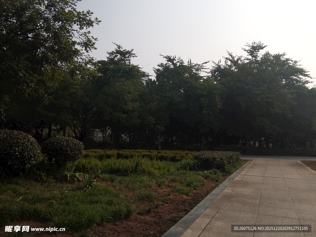 公园中的林荫步道景观