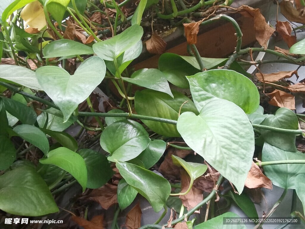 绿叶繁茂的藤蔓植物
