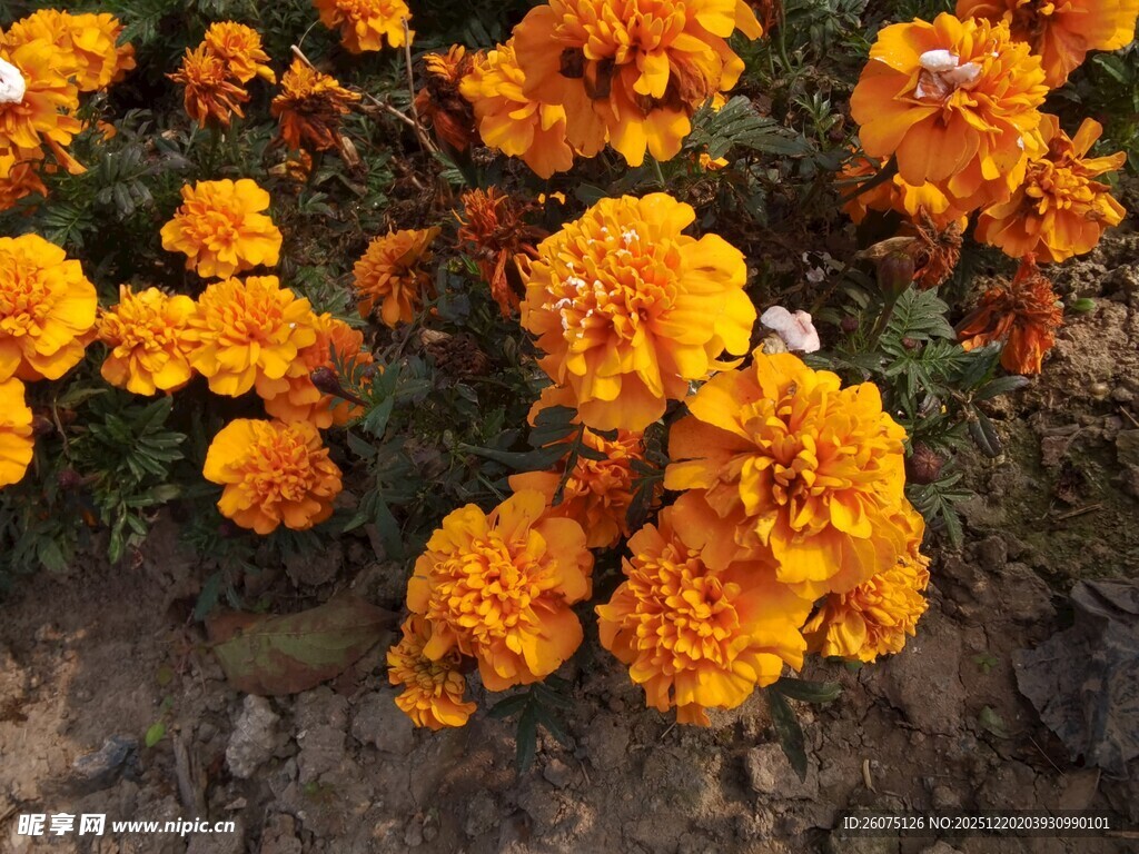 橙色万寿菊绽放的美丽