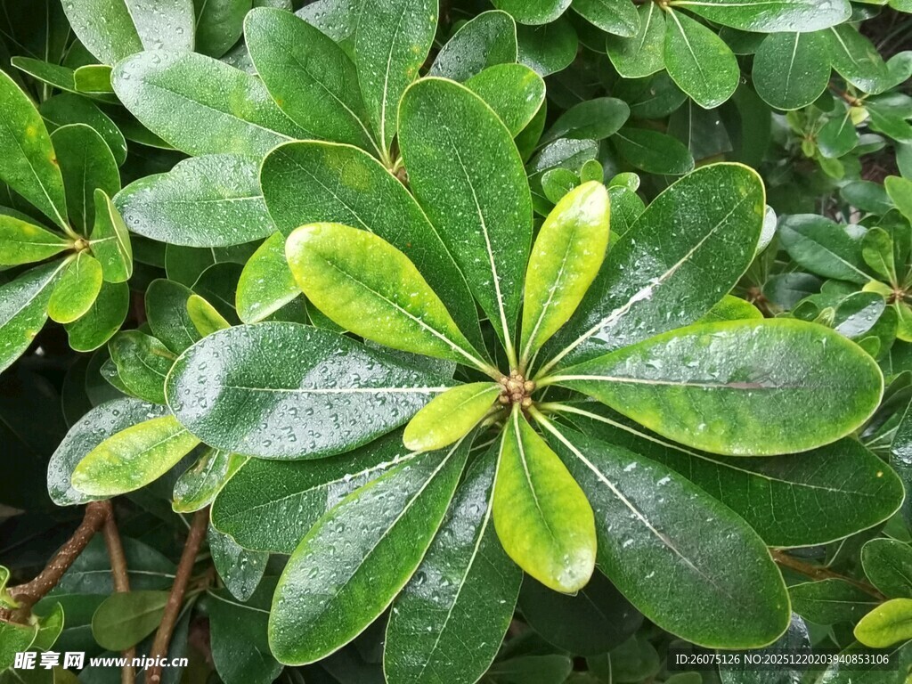 翠绿海桐叶特写