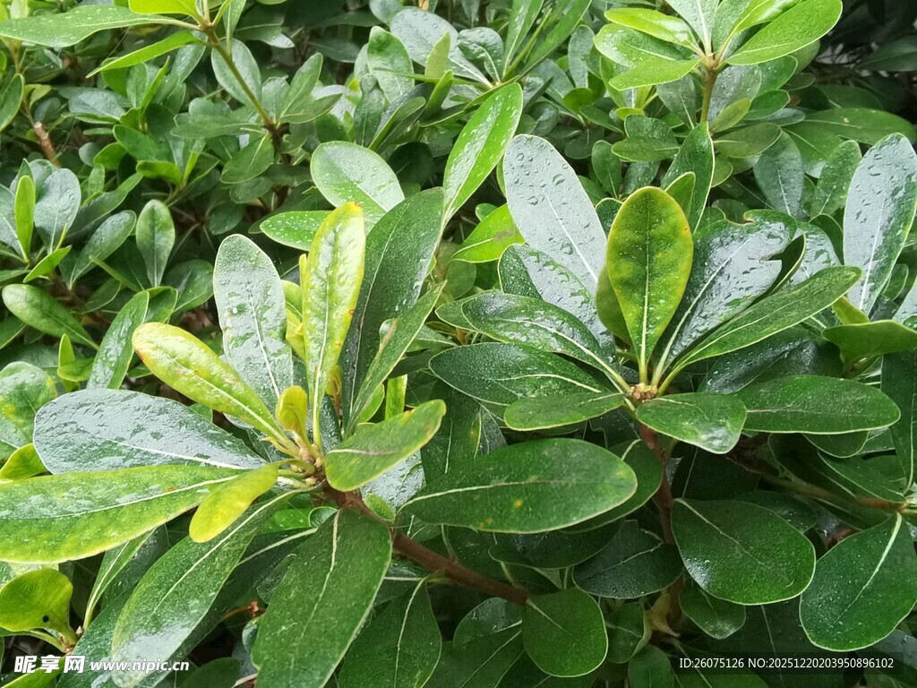翠绿叶片的清新植物景观