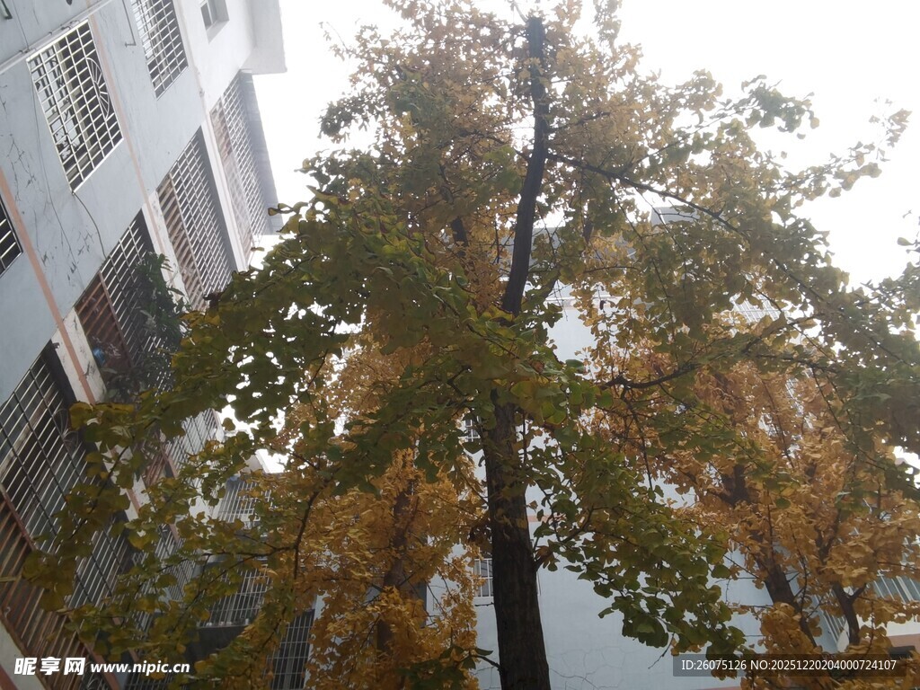 秋日楼旁的斑斓树木