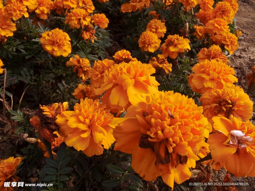 艳丽万寿菊绽放