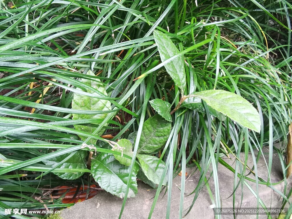 翠绿葱郁的丛生植物