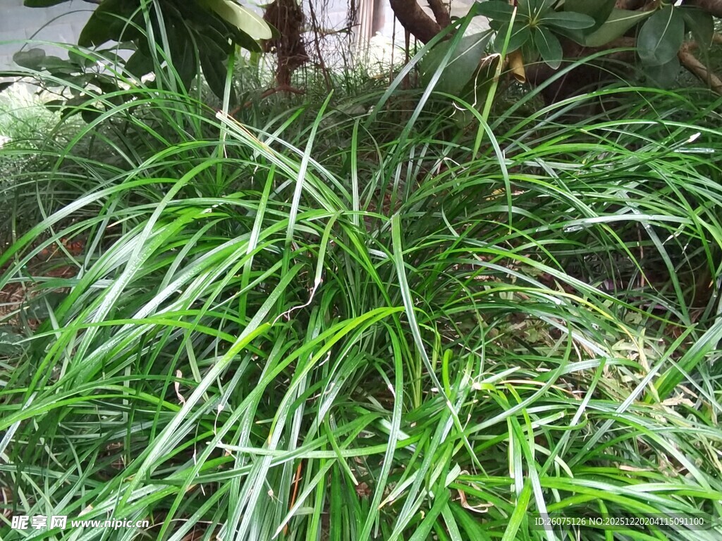 翠绿细长草生机盎然景