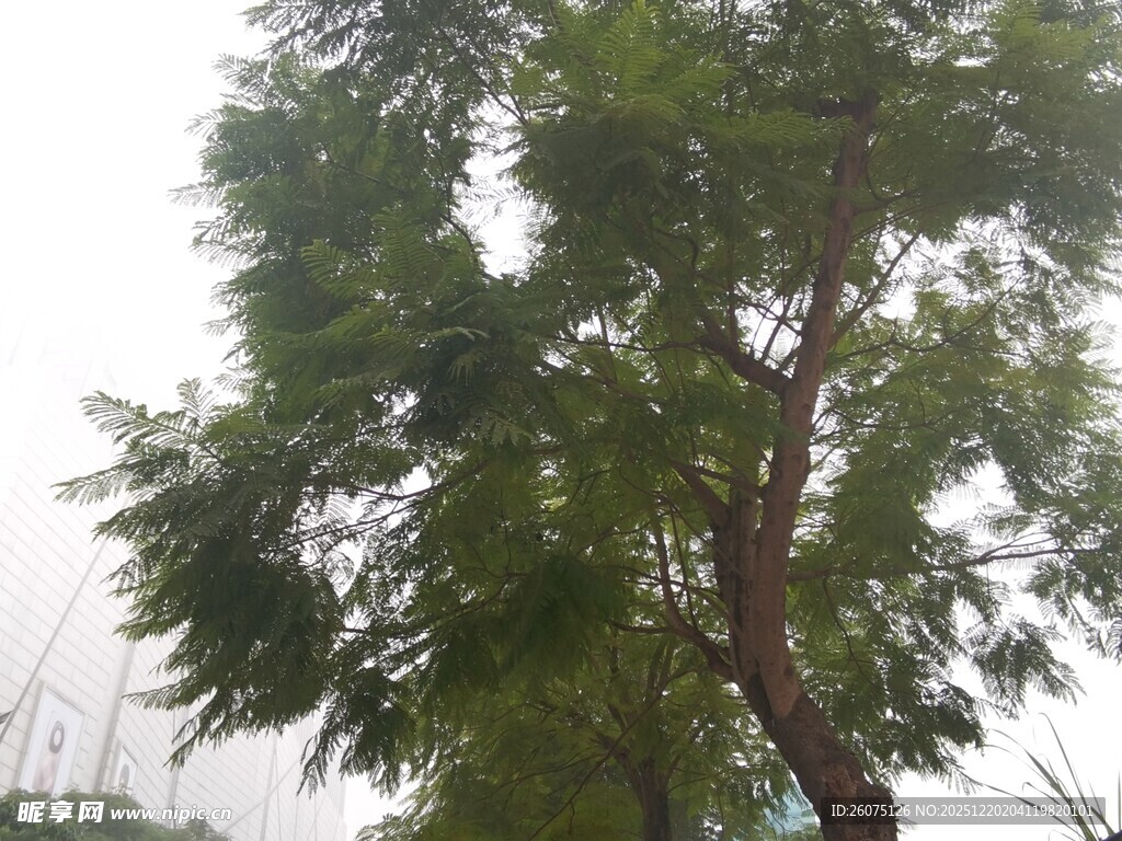 高大葱郁的树木