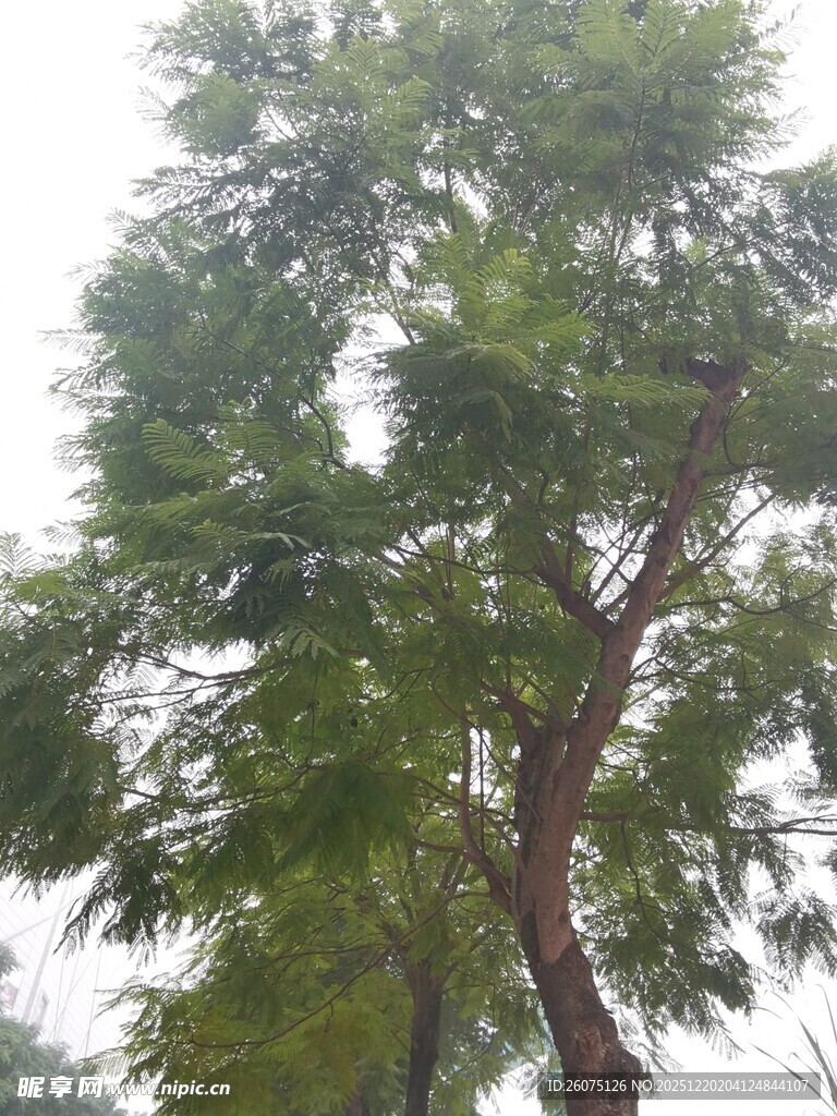 高大葱郁的绿树