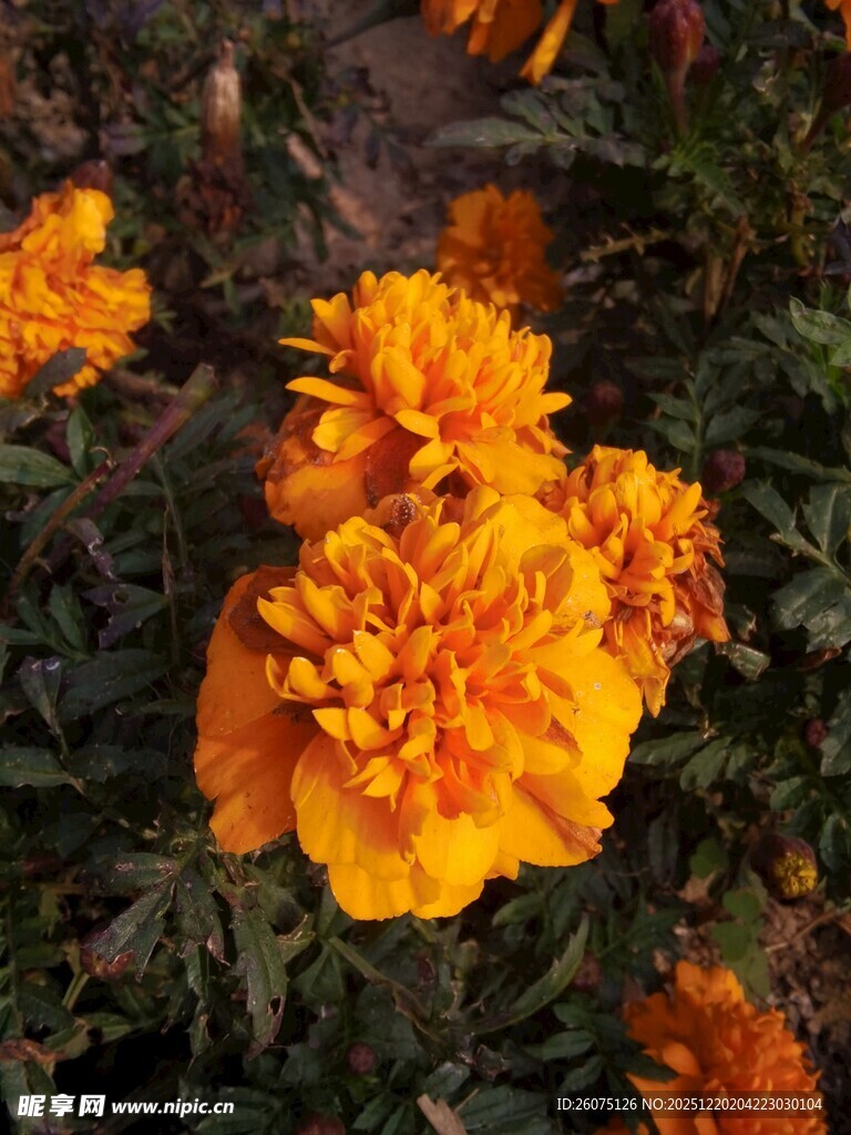 鲜艳橘色万寿菊绽放