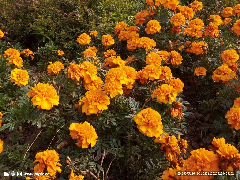 盛开的橙色万寿菊