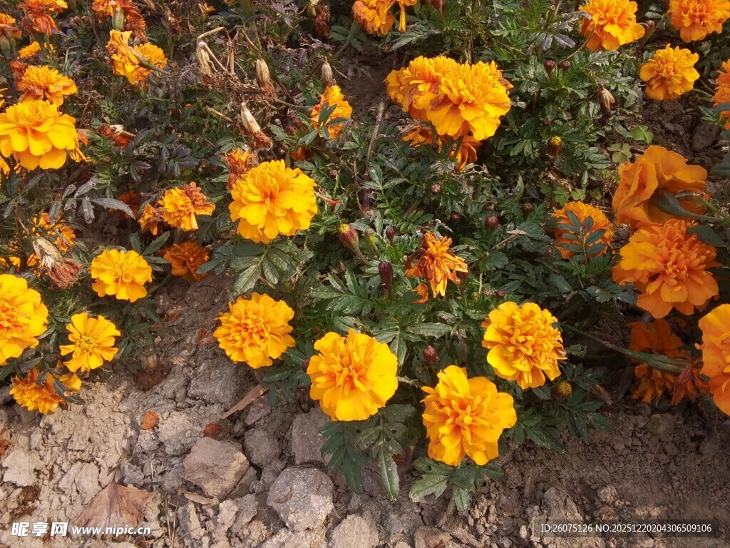 绽放的黄色万寿菊