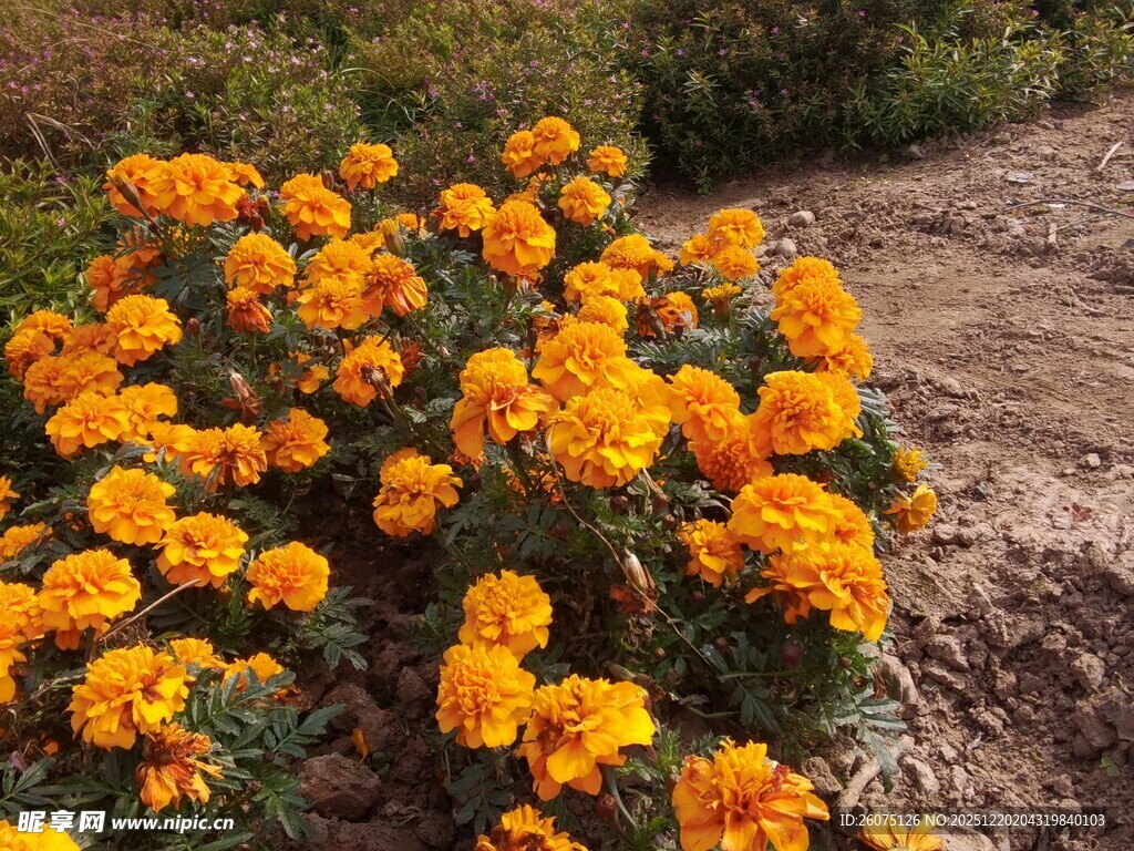 盛开的橙色万寿菊