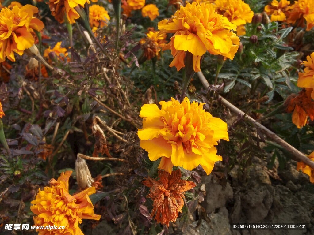 鲜艳绽放的橘黄色万寿菊