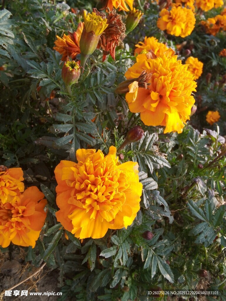 鲜艳橘色万寿菊绽放