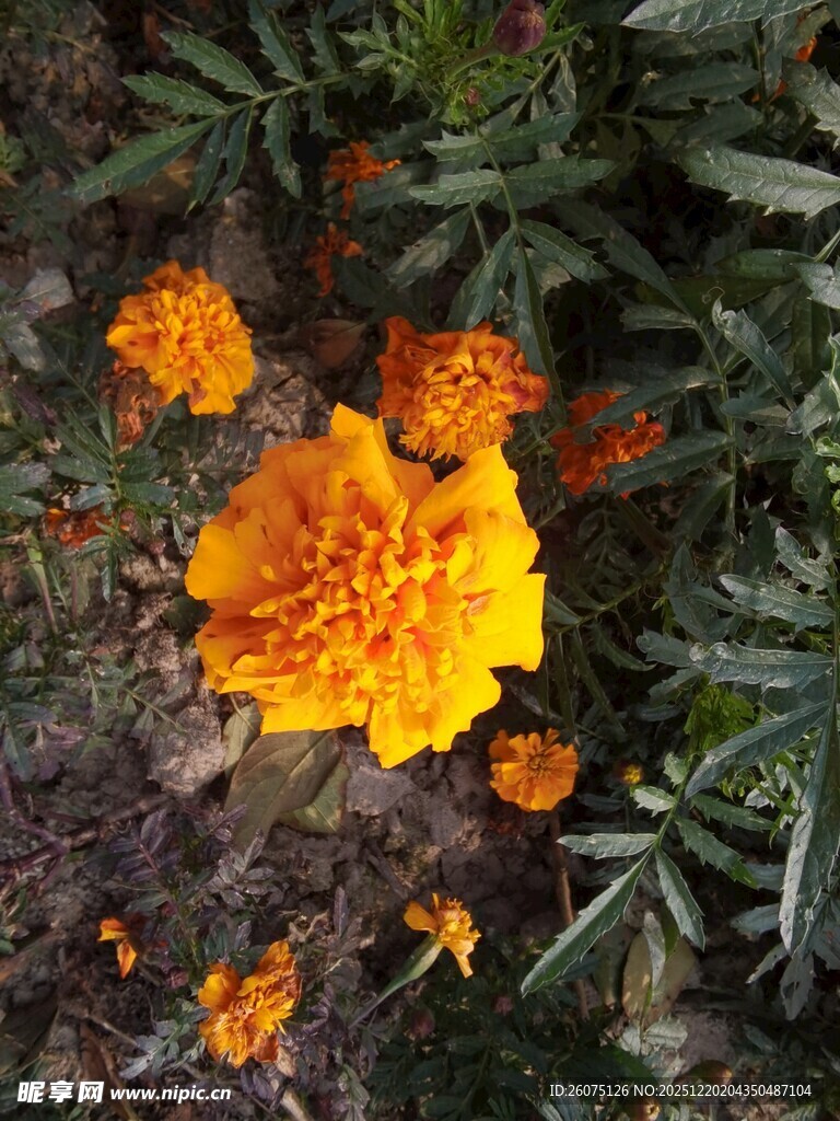 鲜艳万寿菊绽放于绿叶间