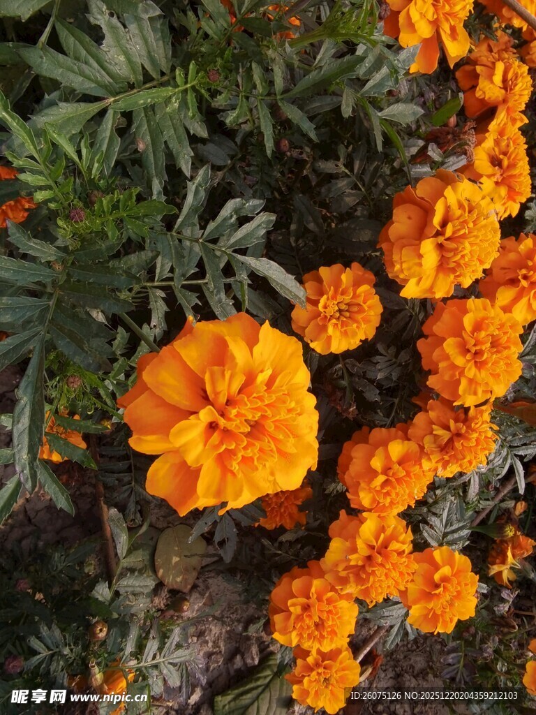 鲜艳橘色万寿菊绽放