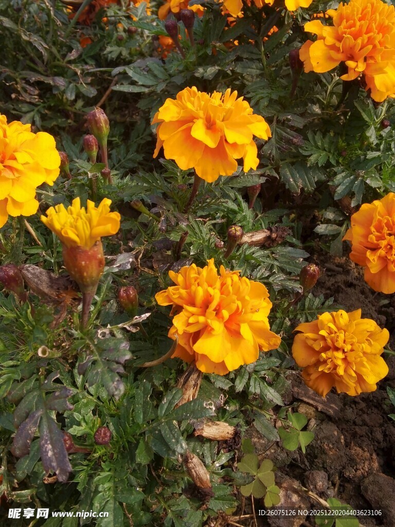 鲜艳黄色万寿菊绽放