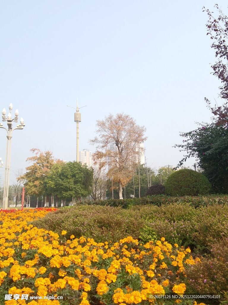 春日黄花盛开的美丽景致