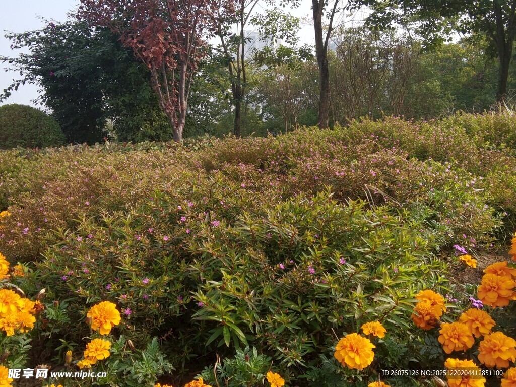 秋日花园中的绚烂花卉