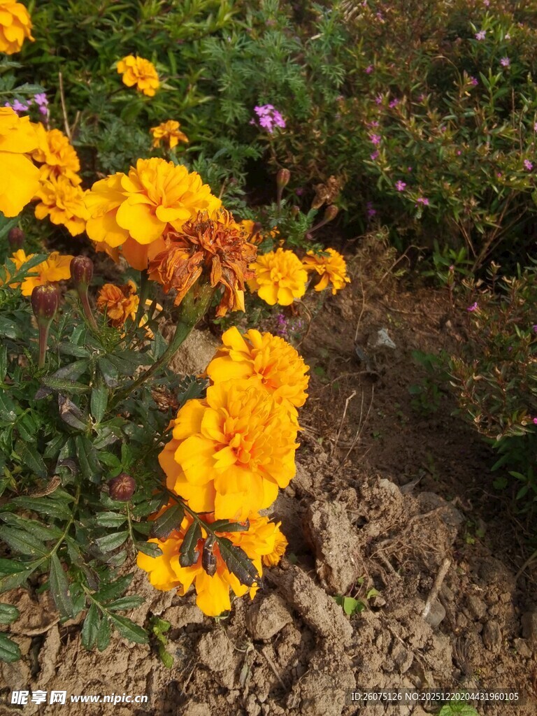 绽放的黄色美丽花卉