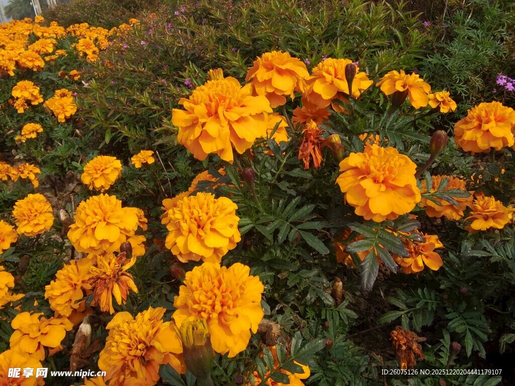 盛开的橘黄色万寿菊