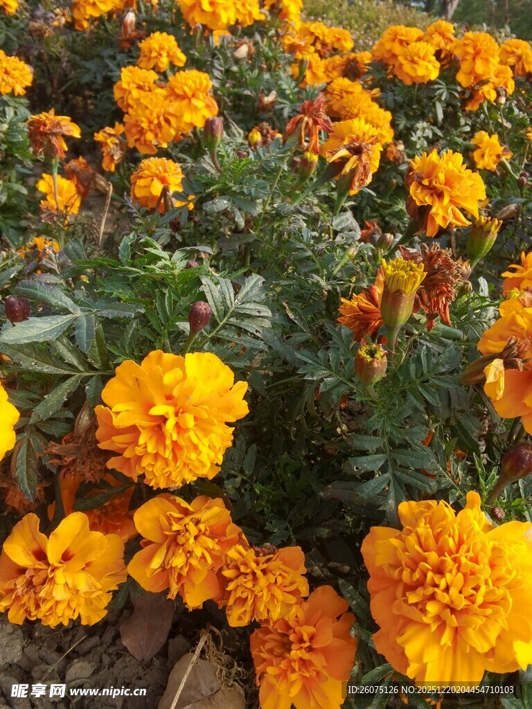 盛开的橙色万寿菊