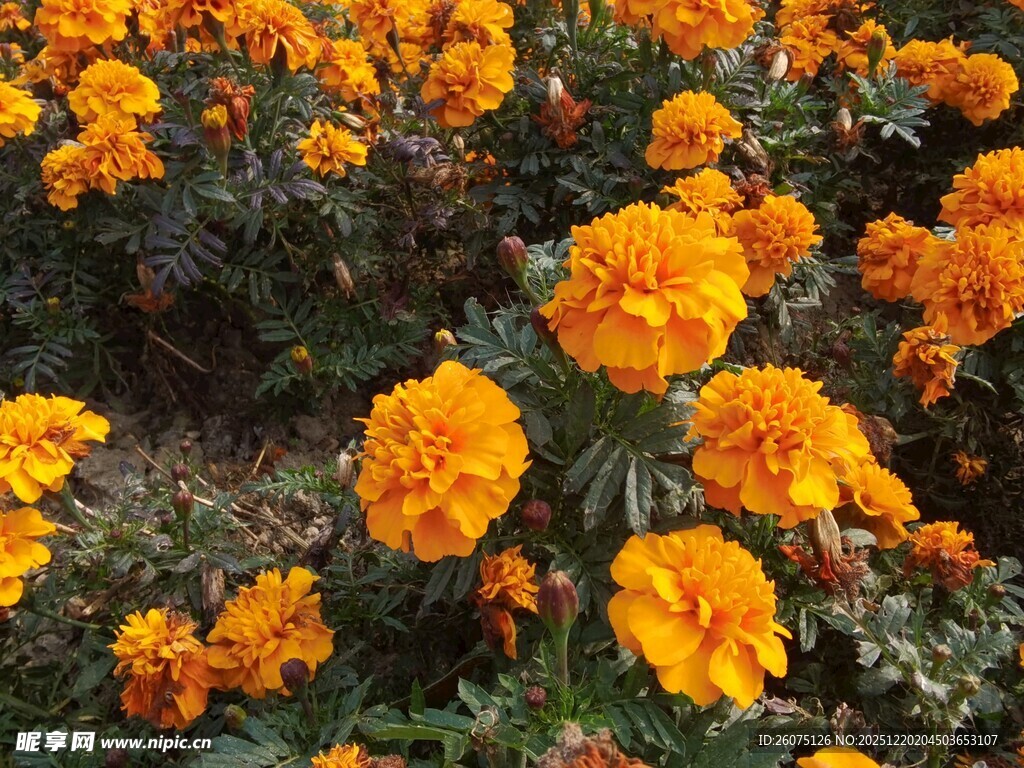 盛开的橙色万寿菊