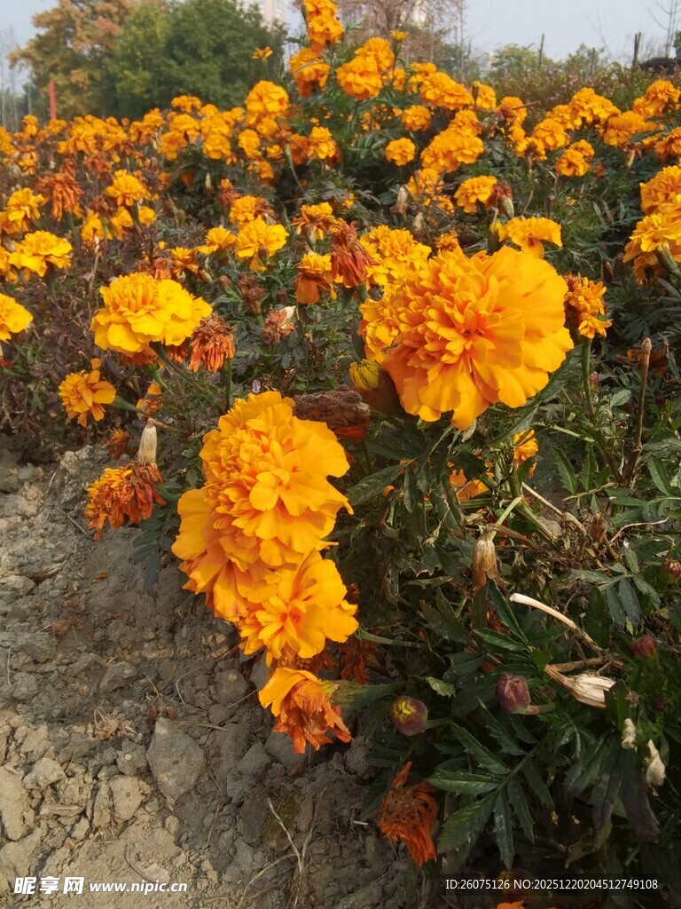 灿烂盛开的橘黄色万寿菊