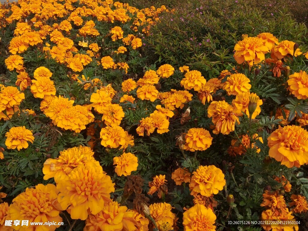 灿烂橘色万寿菊盛放美景