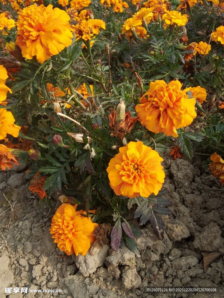 盛开的橙色万寿菊