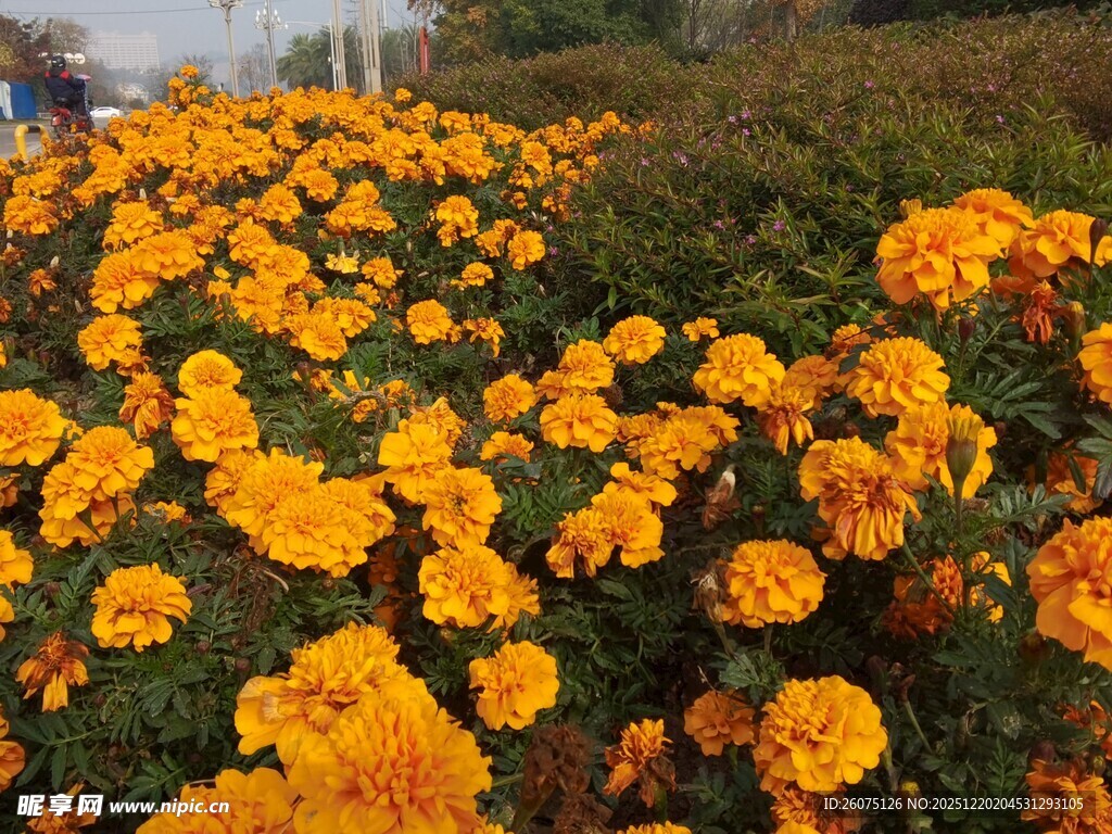 灿烂橘色万寿菊绽放美景