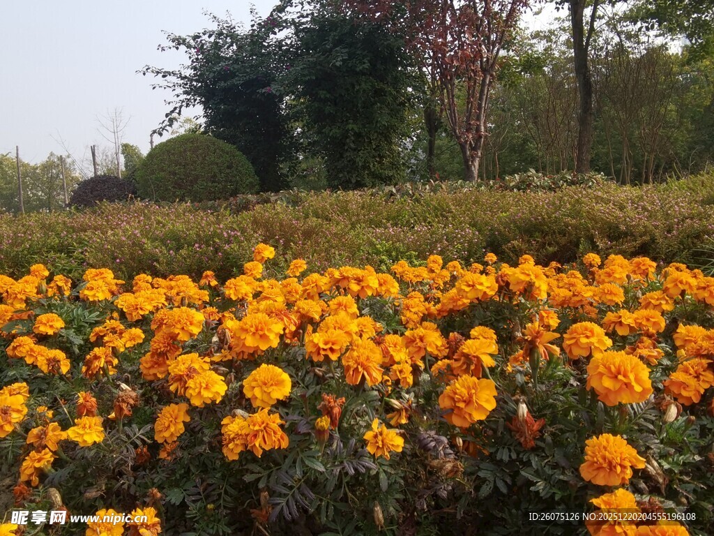 灿烂橘色花海绽放美景