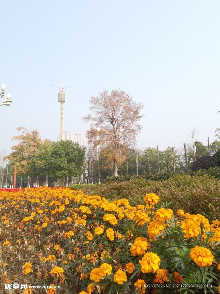 金黄花海秋日绚烂景致