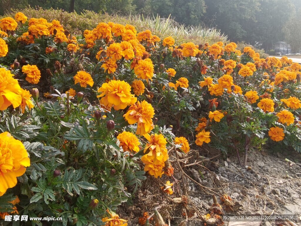 金黄万寿菊盛放的花田