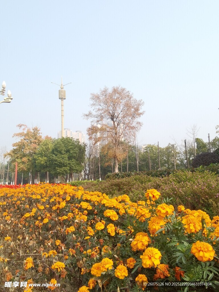 金黄花海秋日绚烂景致