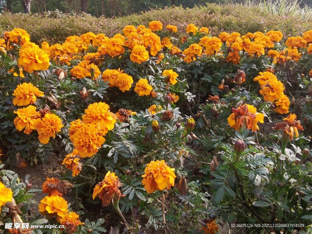 绚烂万寿菊绽放的花田