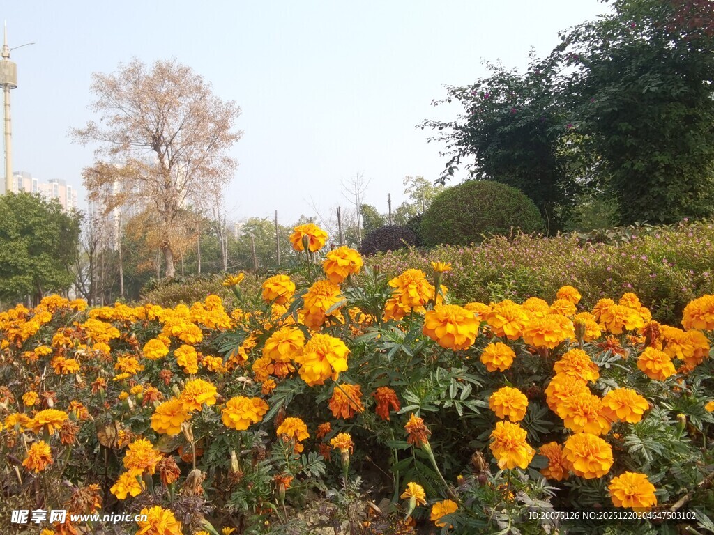 金黄花海绽放的美丽