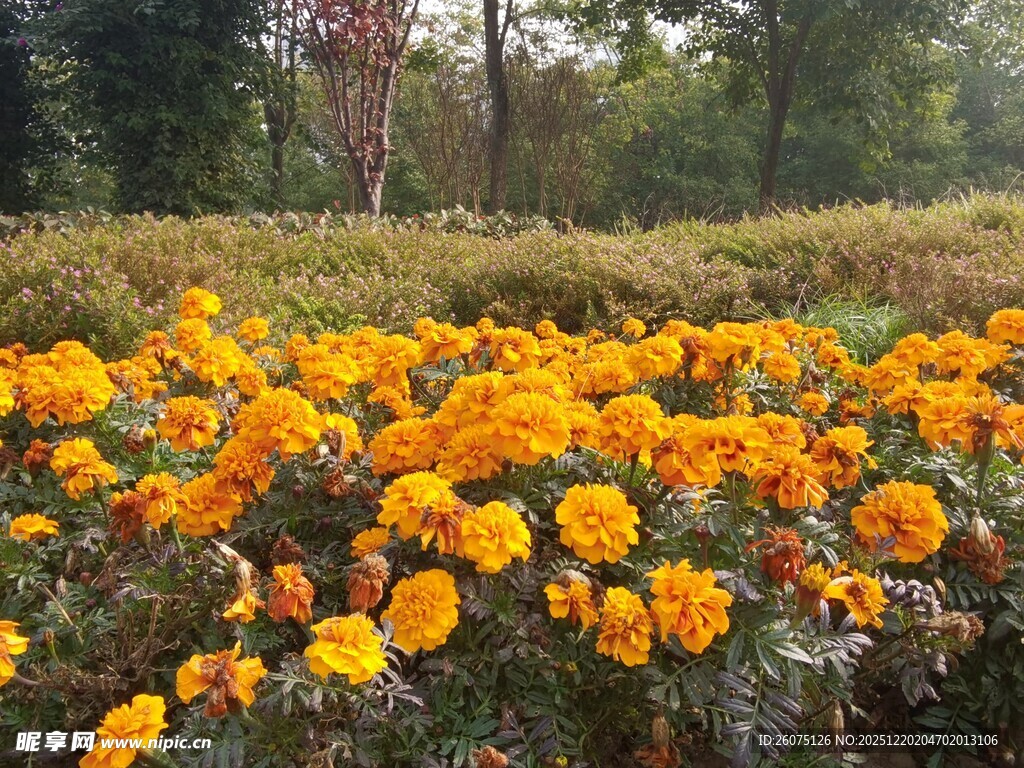 秋日绚烂万寿菊花海