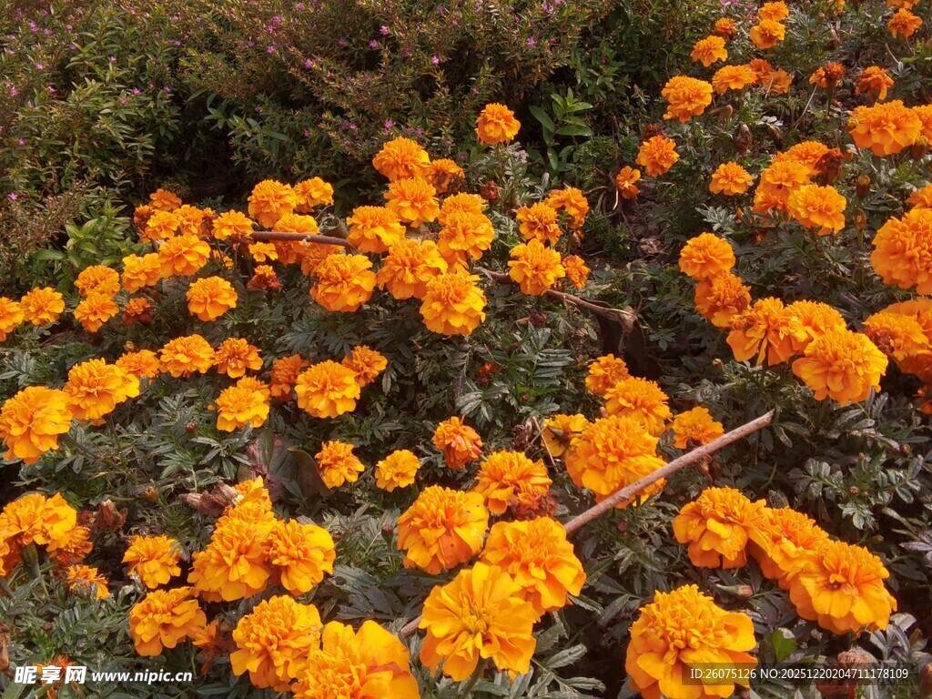 橙色小花绽放于地面