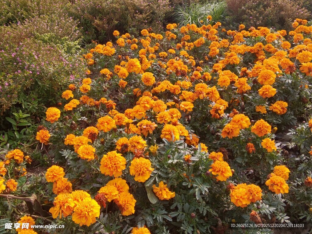 灿烂橘色万寿菊绽放图景