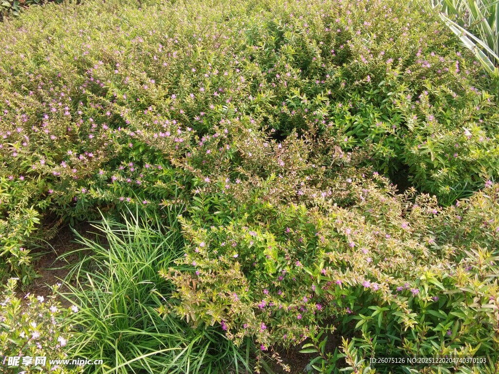 野外繁茂的绿色灌木丛