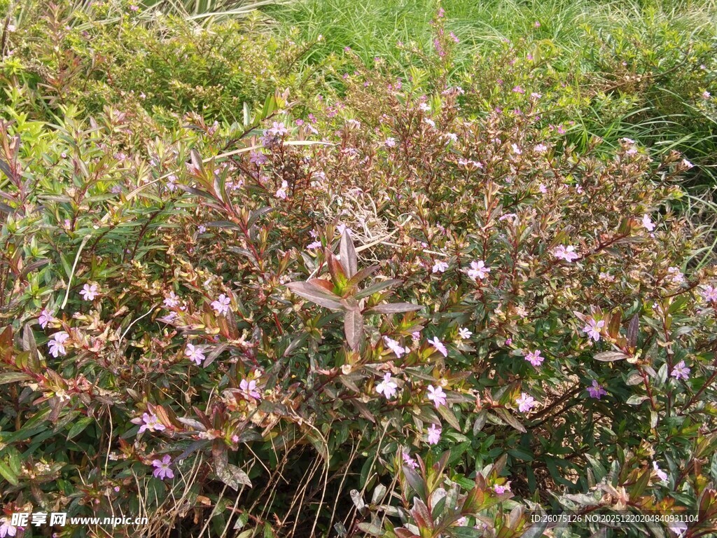 花丛中的多彩植物