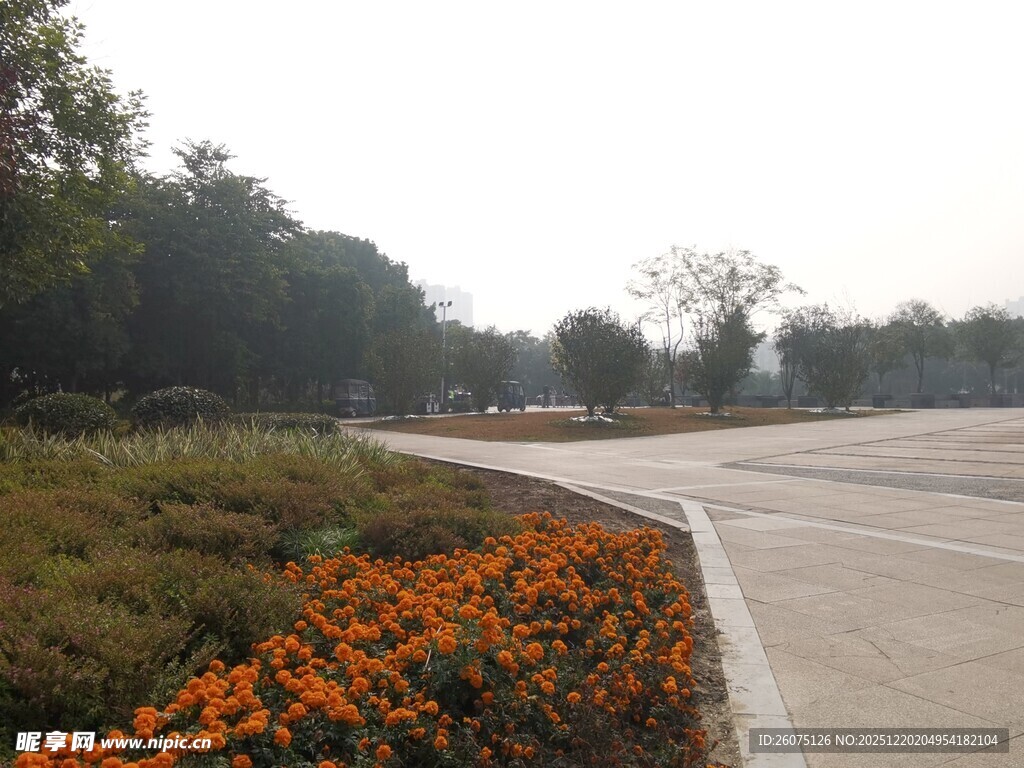 路边绽放的多彩花卉景观