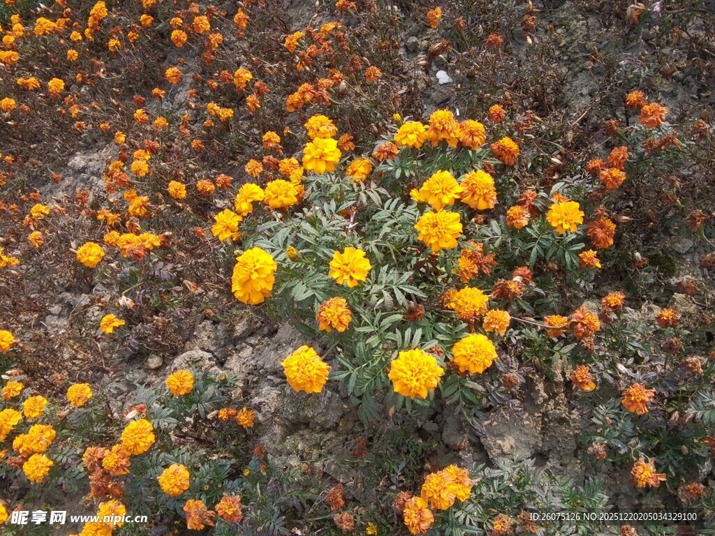 金黄灿烂的万寿菊绽放