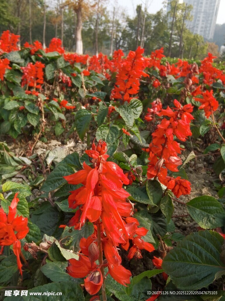 鲜艳一串红绽放于绿地