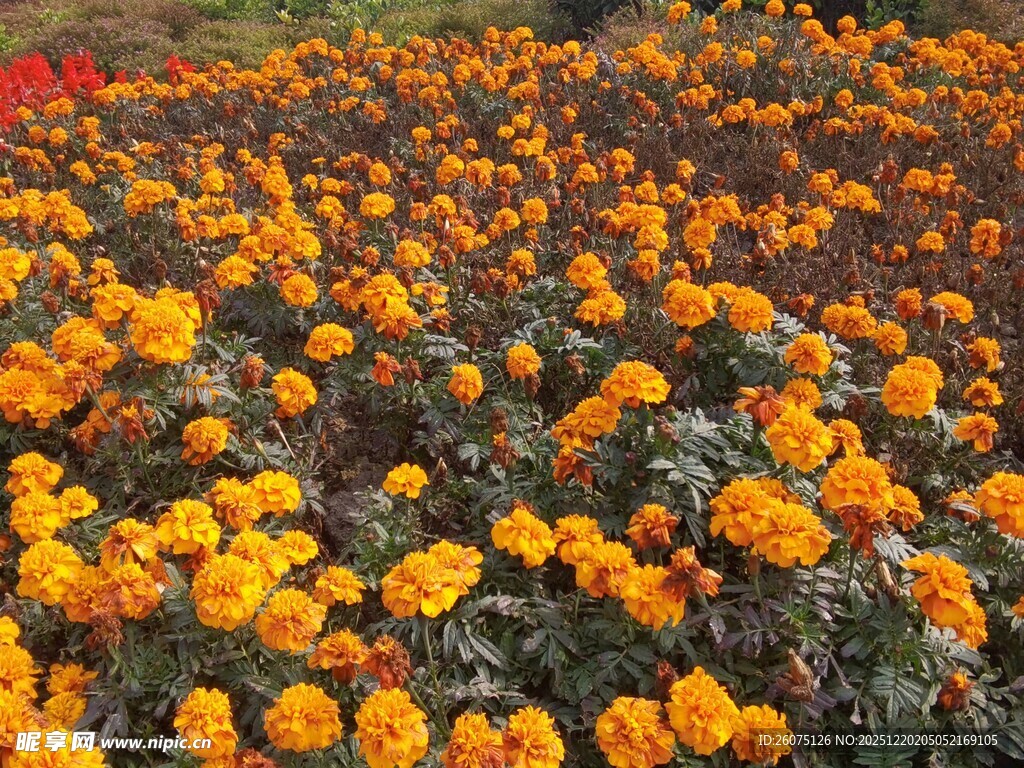 绚烂万寿菊绽放的花海