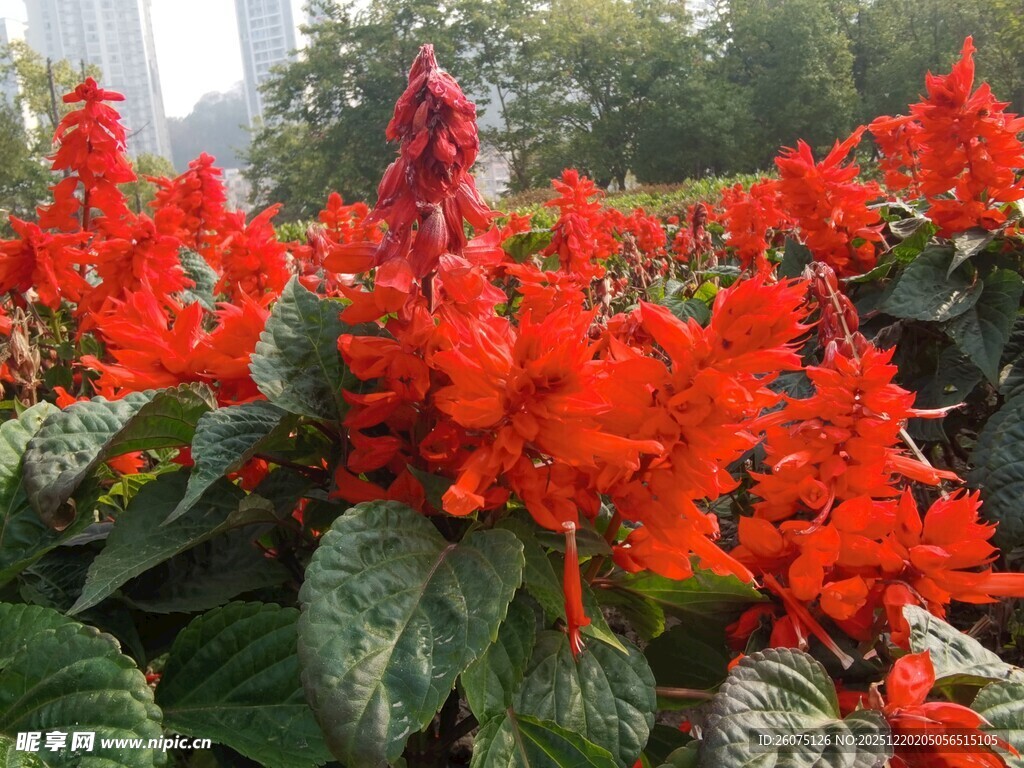 鲜艳一串红绽放于绿叶间